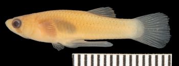 Media type: image; Ichthyology 157067   Description: male;  Aspect: lateral
